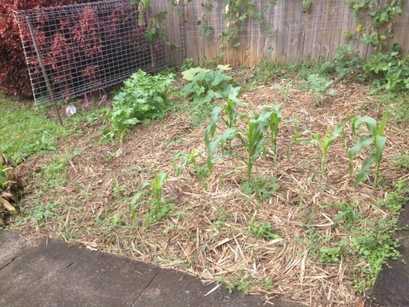 504 Tweed Valley Way, Murwillumbah NSW 2484