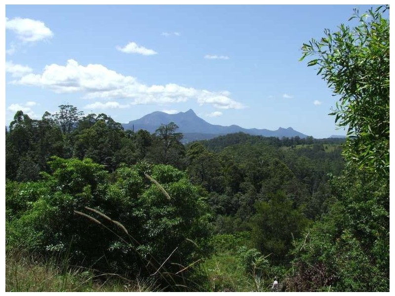 Mount Burrell NSW 2484