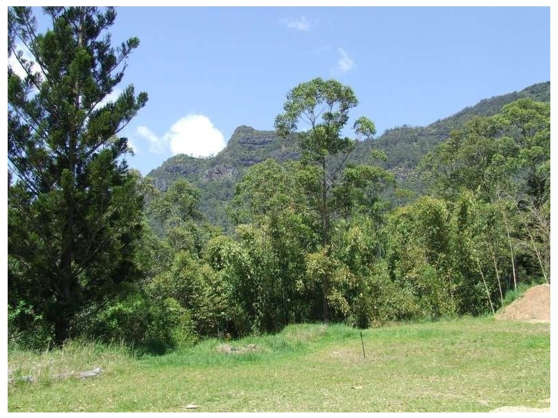 Mount Burrell NSW 2484