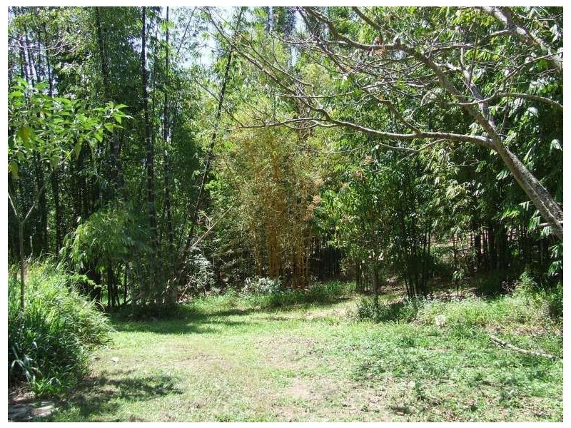 Mount Burrell NSW 2484