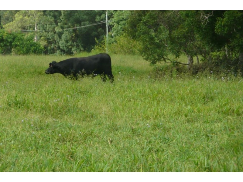 116 Crabbes Creek Road, Crabbes Creek NSW 2483