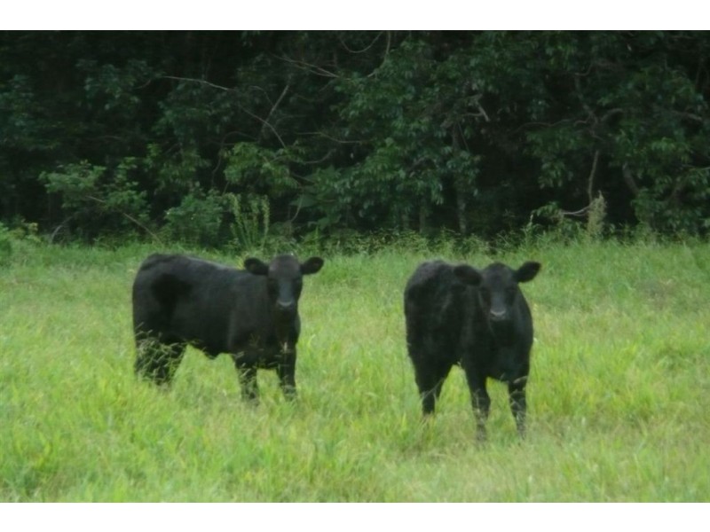 116 Crabbes Creek Road, Crabbes Creek NSW 2483