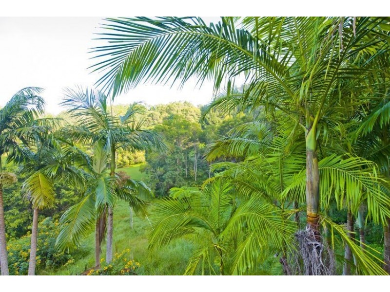 1255 Urliup rd, Murwillumbah NSW 2484