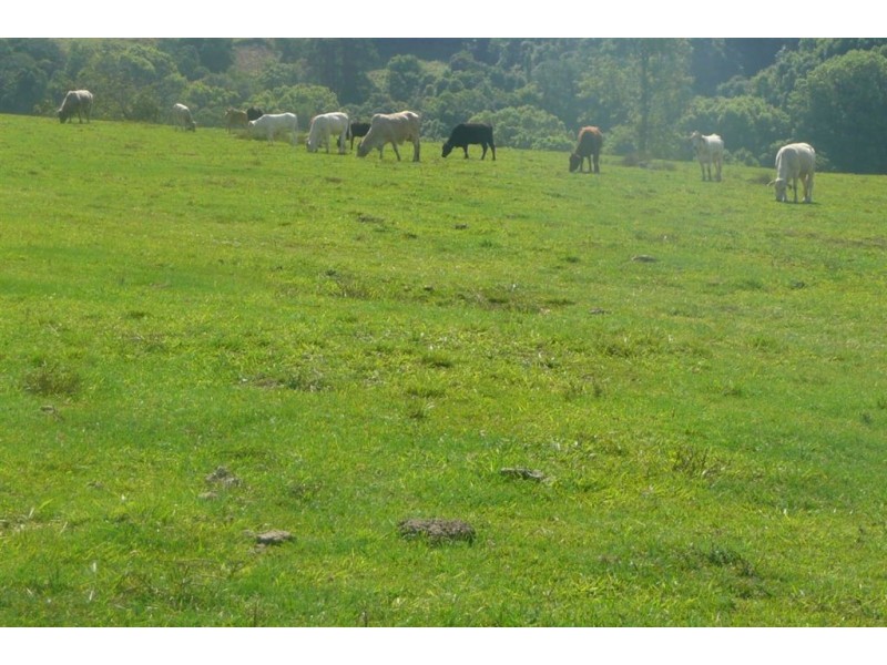 Murwillumbah NSW 2484