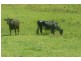Murwillumbah NSW 2484