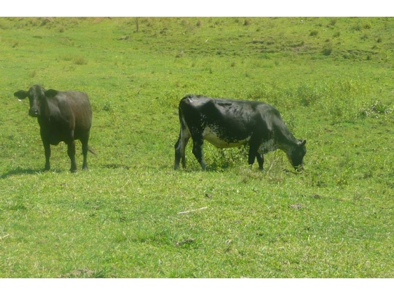 Murwillumbah NSW 2484