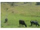 Murwillumbah NSW 2484
