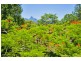 138 Old Lismore Road, Murwillumbah NSW 2484