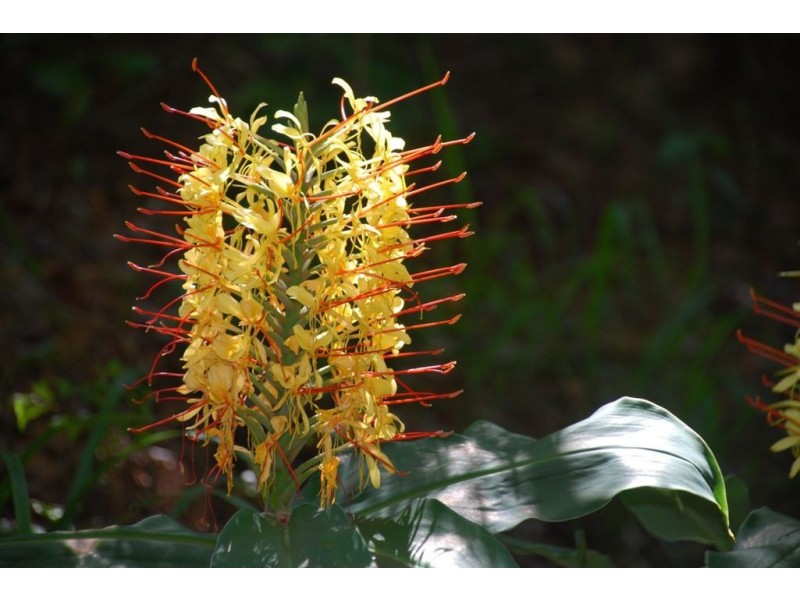 39 Ryans rd, Uki NSW 2484