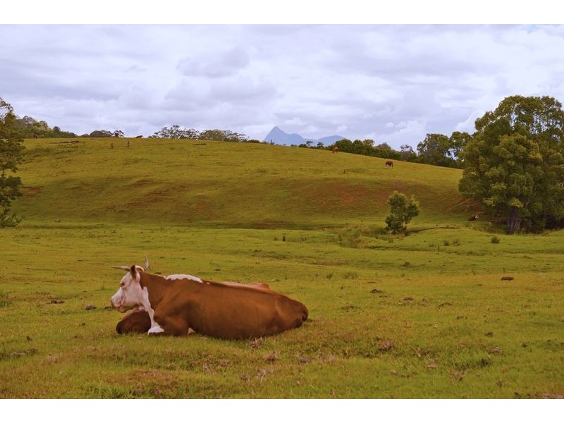 491 Nobbys Creek Road, Nobbys Creek NSW 2484