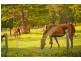491 Nobbys Creek Road, Nobbys Creek NSW 2484