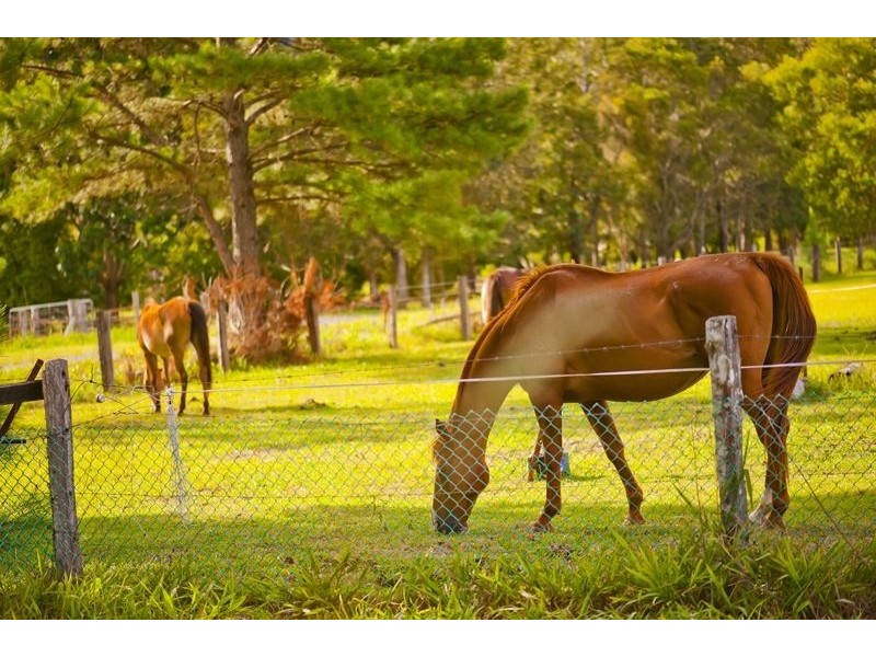 491 Nobbys Creek Road, Nobbys Creek NSW 2484