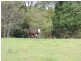 511 Doon Doon Road, Doon Doon NSW 2484
