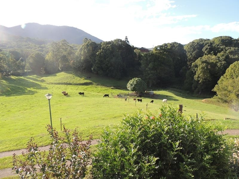 1279 Kyogle Road, Uki NSW 2484