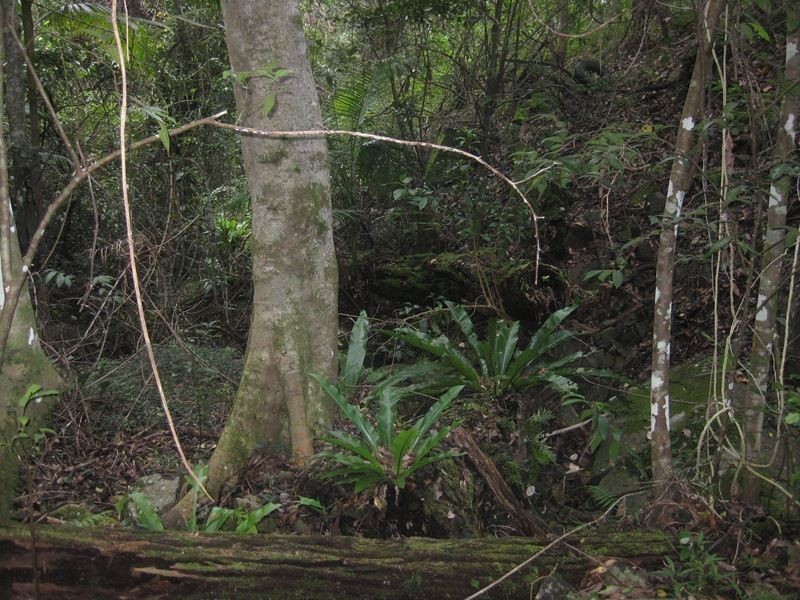 1094 Terranora Road, North Tumbulgum NSW 2490