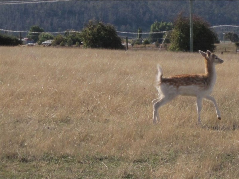 - Whynyates Street, Oatlands TAS 7120