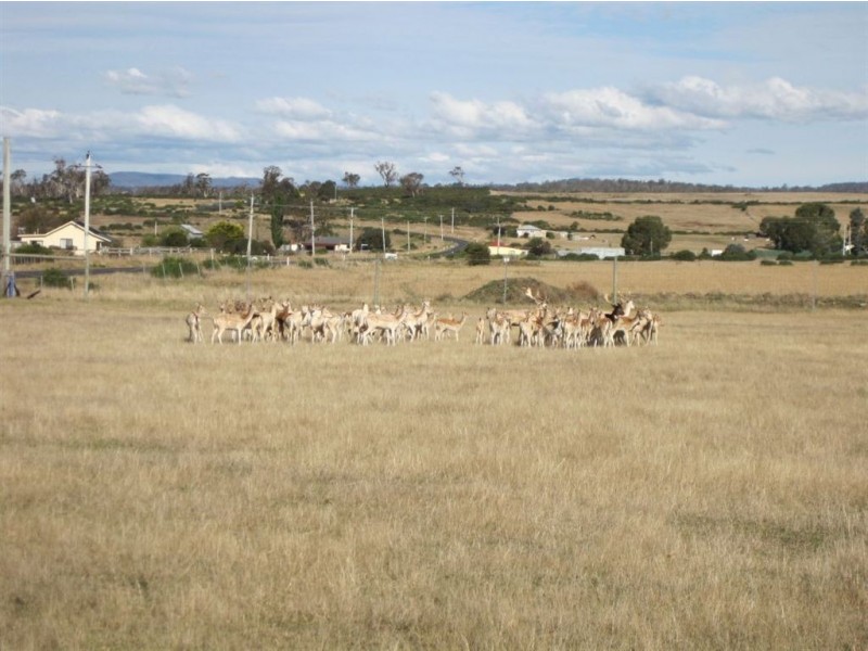 - Whynyates Street, Oatlands TAS 7120