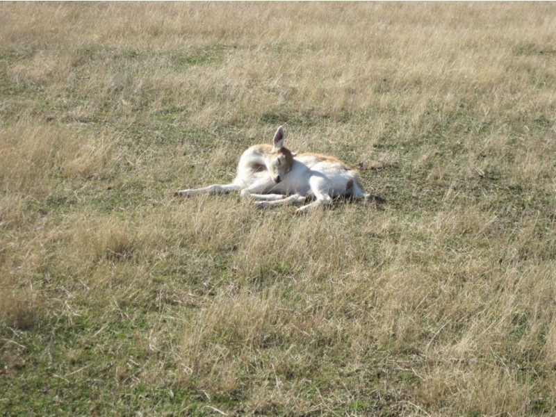 - Whynyates Street, Oatlands TAS 7120