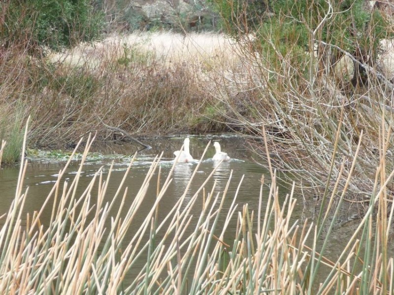 1396 Colebrook Road, Campania TAS 7026