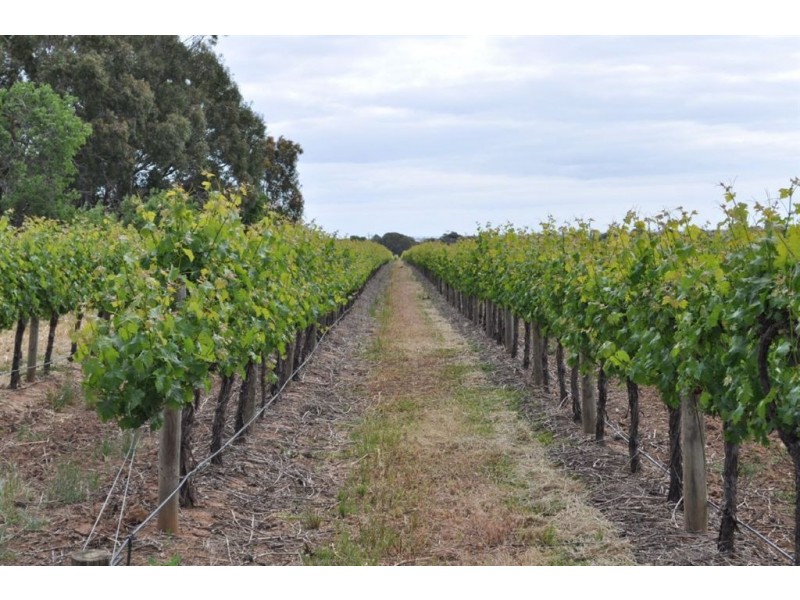 Lot 1 Almond Grove Road, Willunga SA 5172