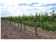 Lot 1 Almond Grove Road, Willunga SA 5172