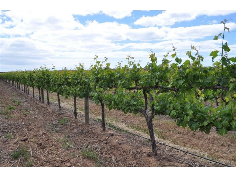 Lot 1 Almond Grove Road, Willunga SA 5172