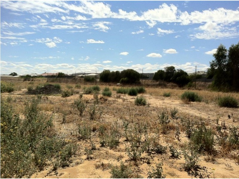 Lot 445 (10) Sierra Street, Waggrakine WA 6530