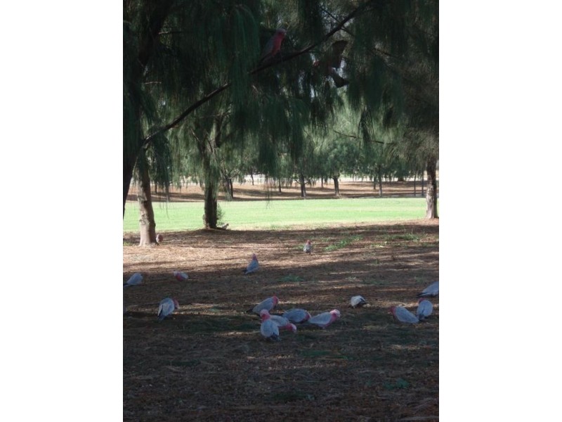 50 Stillwater Avenue, Drummond Cove WA 6532