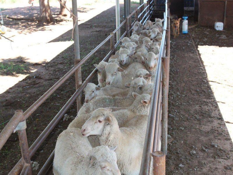 495 Brooklyn Lane, Wagga Wagga NSW 2650