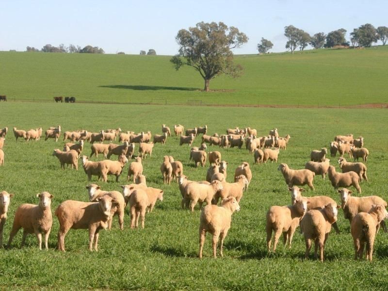 682 Yathella Road, Coursing Park, Wagga Wagga NSW 2650