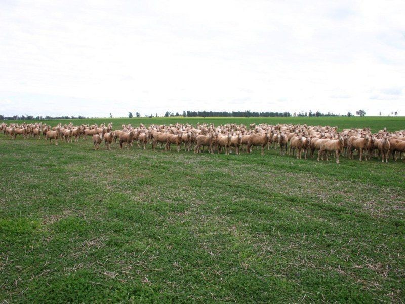 111 Sandigo Faithful Road, Boree Creek NSW 2652