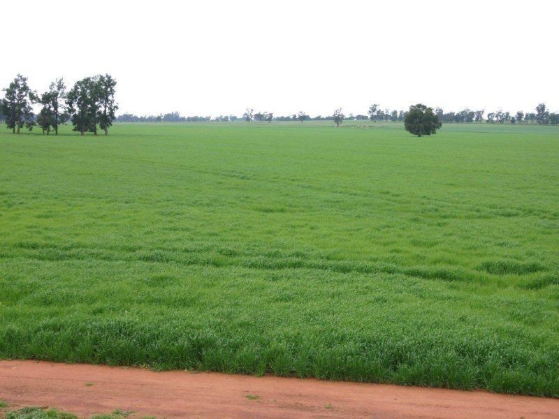 111 Sandigo Faithful Road, Boree Creek NSW 2652