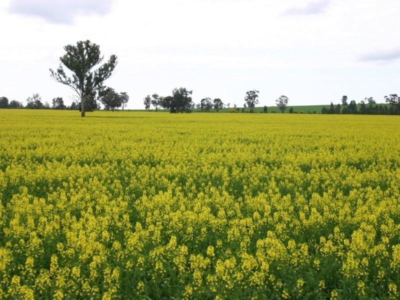 111 Sandigo Faithful Road, Boree Creek NSW 2652