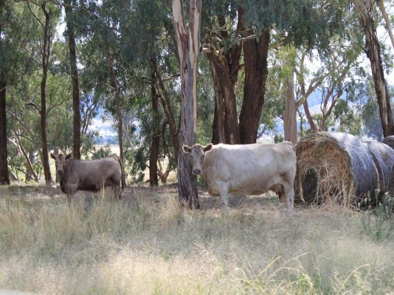 130 Creasys Road, Mangoplah NSW 2652