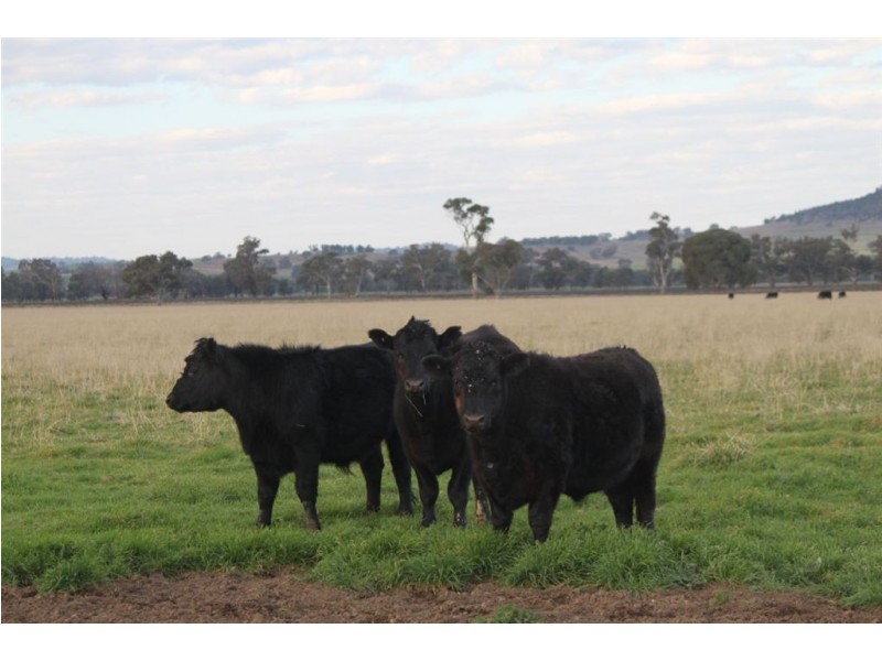 70 Klimpsch’s Lane, Mangoplah NSW 2652