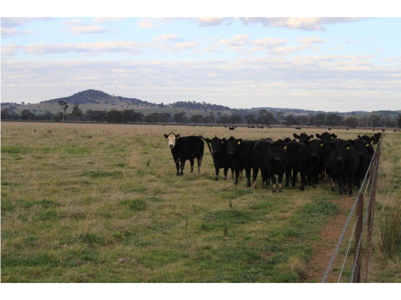 70 Klimpsch’s Lane, Mangoplah NSW 2652