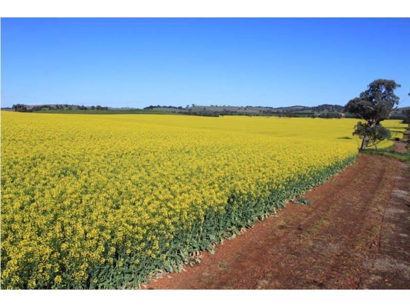 . Billabong Station, Eurongilly Valley, Nangus NSW 2722