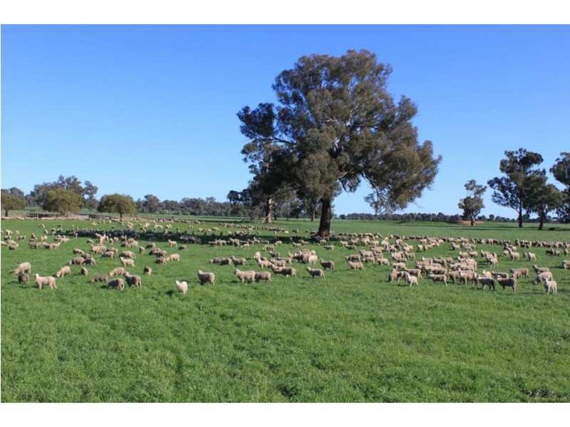 . Billabong Station, Eurongilly Valley, Nangus NSW 2722