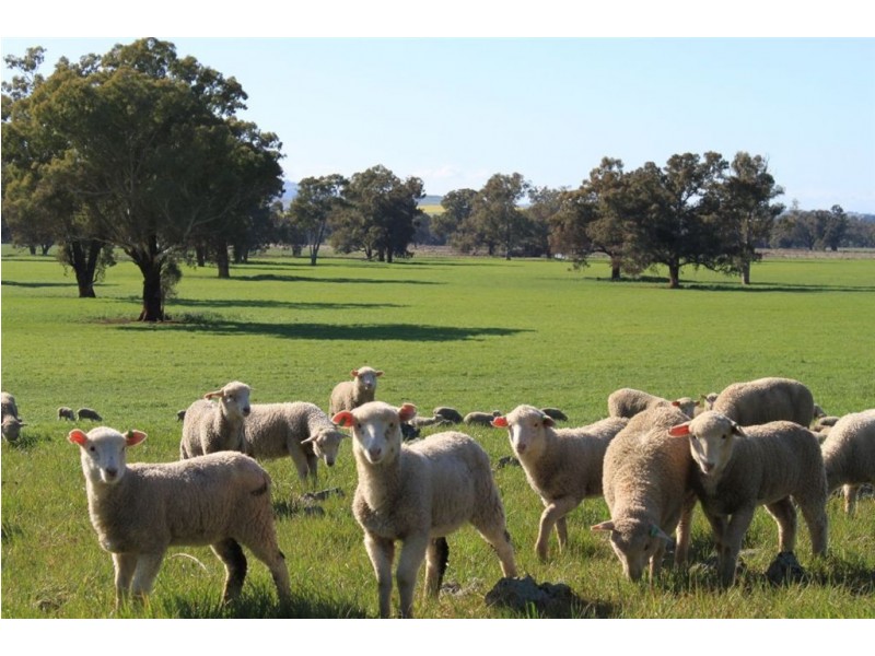 . Billabong Station, Eurongilly Valley, Nangus NSW 2722
