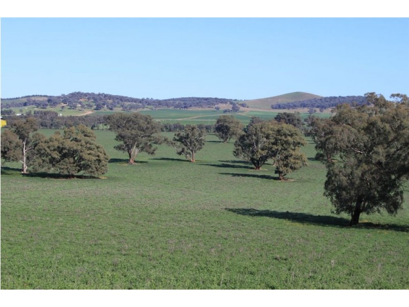 . Billabong Station, Eurongilly Valley, Nangus NSW 2722