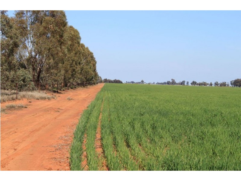 549 Greenvale-Narrandera Road, Boree Creek NSW 2652