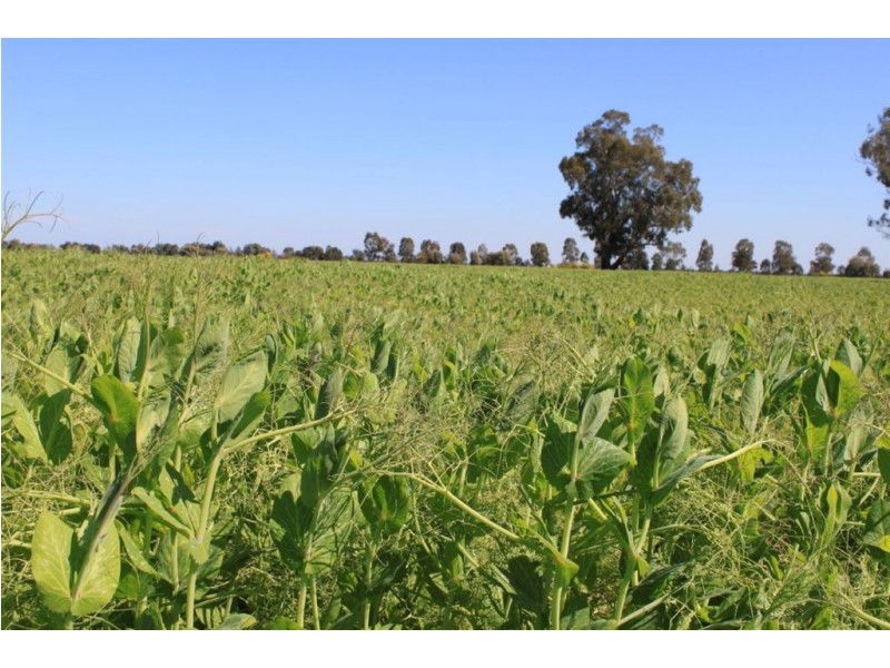 549 Greenvale-Narrandera Road, Boree Creek NSW 2652