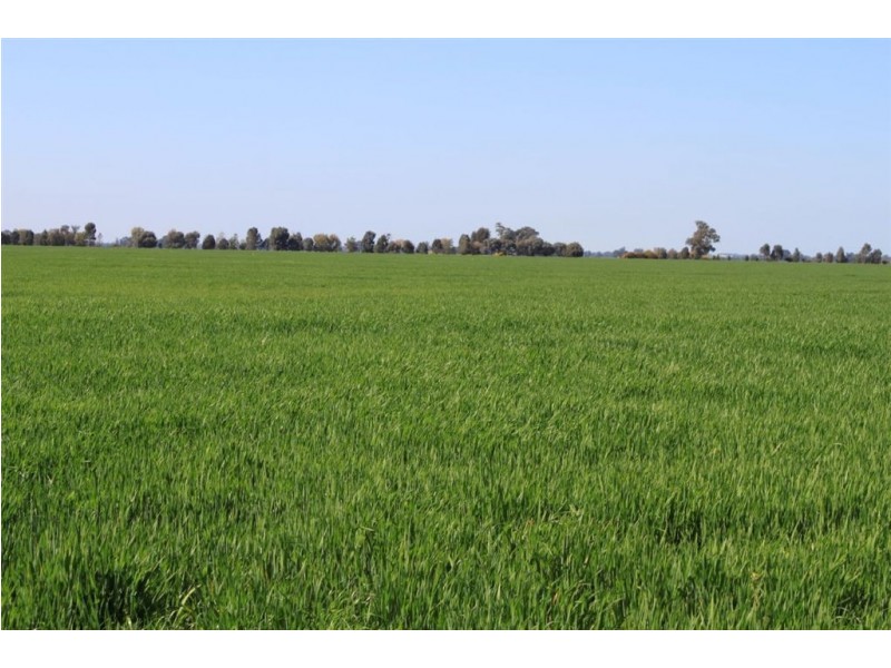 549 Greenvale-Narrandera Road, Boree Creek NSW 2652