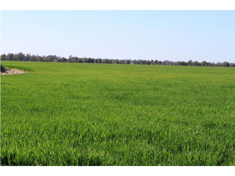 549 Greenvale-Narrandera Road, Boree Creek NSW 2652