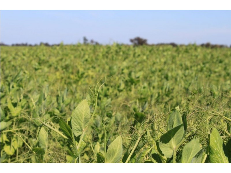 549 Greenvale-Narrandera Road, Boree Creek NSW 2652