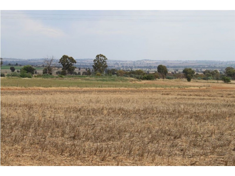 Mad Mile 3773 Olympic Highway, Junee NSW 2663