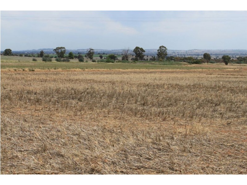 Mad Mile 3773 Olympic Highway, Junee NSW 2663