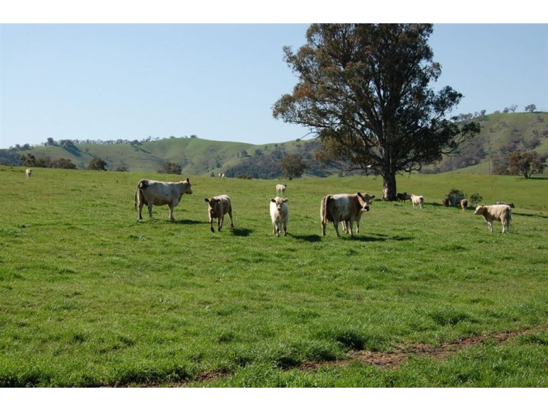 157 Oberne-Umbango Road, Tarcutta NSW 2652