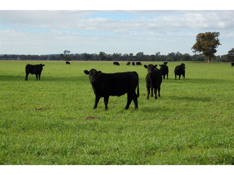Erinvale Tooyal Road, Wagga Wagga NSW 2650