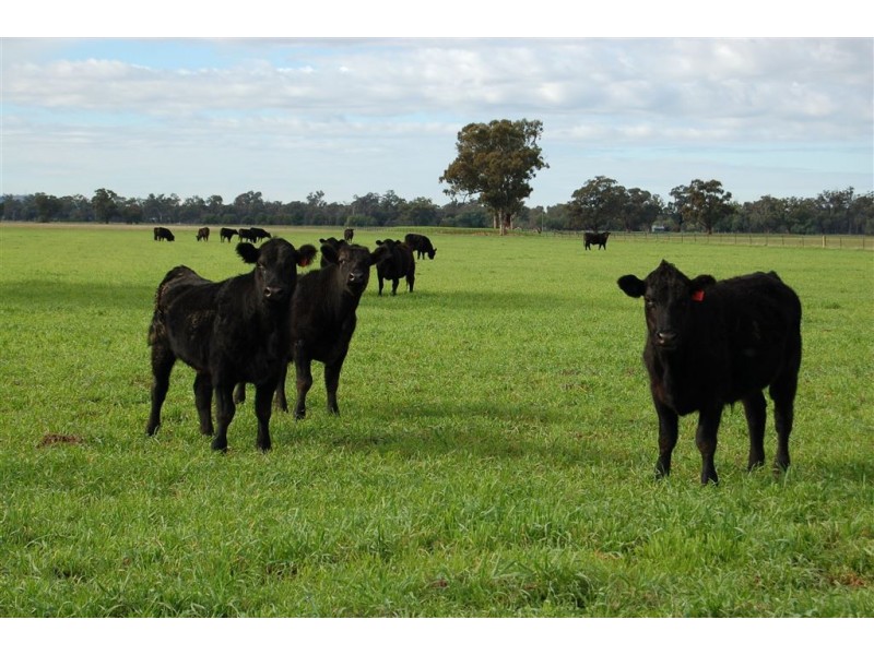 Erinvale Tooyal Road, Wagga Wagga NSW 2650